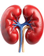 Kidney