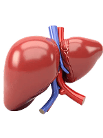 Liver